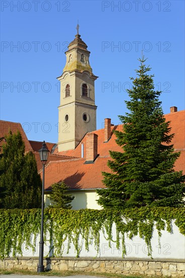 A sunny day with a view of a church tower surrounded by a fir tree and ivy walls, Franciscan Church of the Seven Sorrows and Franciscan Monastery, Skalica, Skalica, Trnavsky kraj, Slovakia, Europe