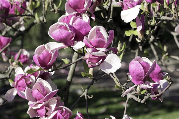 Magnolias (Magnolia), blossom, Baden-Wuerttemberg, Germany, Europe