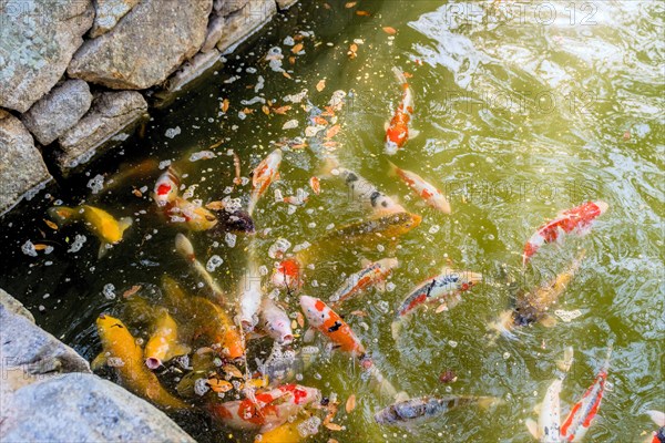 Large group of Koi swimming in greenish colored water in Hiroshima, Japan, Asia