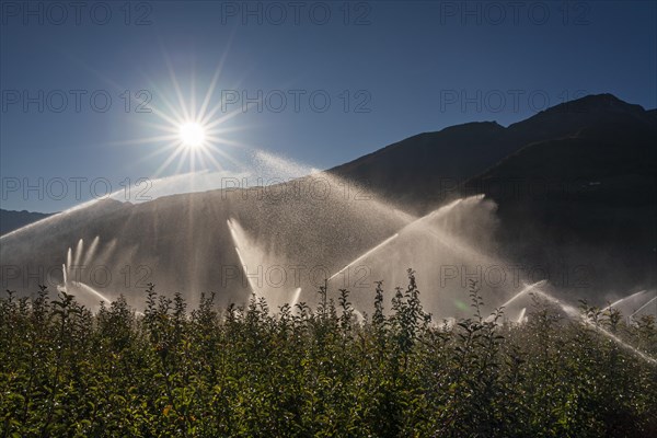 Irrigation system on an apple orchard, sun star, summer, Vinschgau Valley, South Tyrol, Italy, Europe