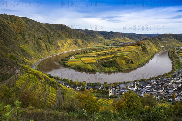 Vineyards and Moselle bend in autumn colours, Bremm, Moselle, Rhineland-Palatinate, Germany, Europe