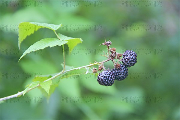 Berries of black raspberry hang on bush. Ripe Rubus occidentalis on branch. Closeup of ripe raspberry. Harvest of Rubus occidentalis