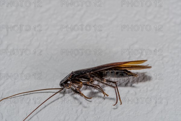 Close up of dead winged cockroach on isolated textured white background