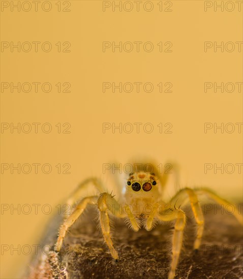 Closeup of jumping spider with translucent body on wooden post looking at camera