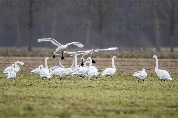 Tundra swans (Cygnus bewickii) approaching, Emsland, Lower Saxony, Germany, Europe