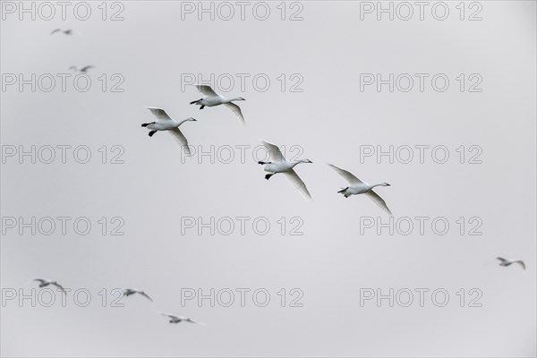 Tundra swans (Cygnus bewickii), flying, Emsland, Lower Saxony, Germany, Europe