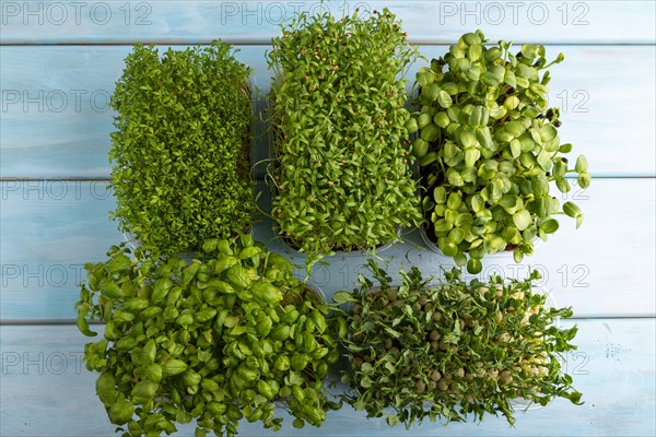 Set of boxes with microgreen sprouts of green basil, pea, cilantro, sunflower, watercress on blue wooden background. Top view, flat lay, copy space