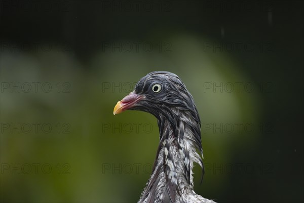 Wood pigeon (Columba palumbus) adult bird soaking wet in a rain storm, Suffolk, England, United Kingdom, Europe