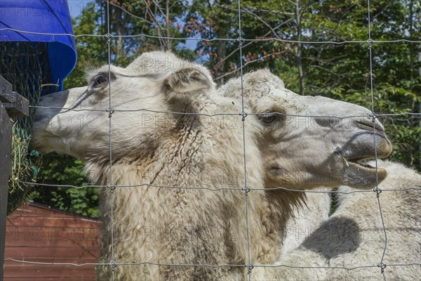 White Camels (Camelus) photographed in captivity through wire mesh fence, Quebec, Canada, North America