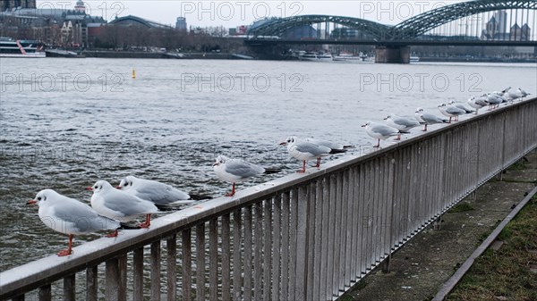 Seagulls (Larinae) on the Rhine, behind a bridge, Cologne, Germany, Europe