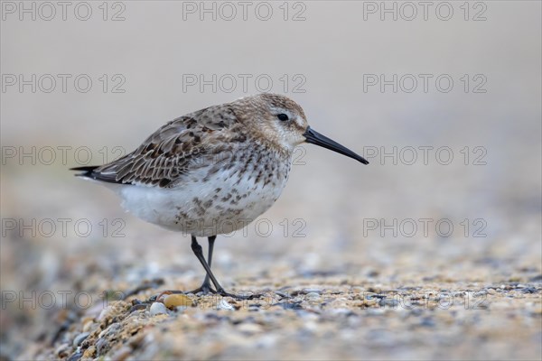 Dunlin, Heligoland