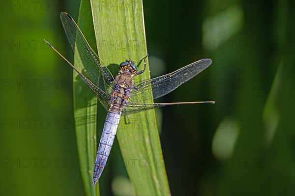 Large blue arrow