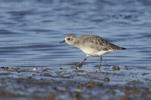 Grey plover (Pluvialis squatarola) adult bird in winter plumage feeding on a coastal mudflat, Norfolk, England, United Kingdom, Europe