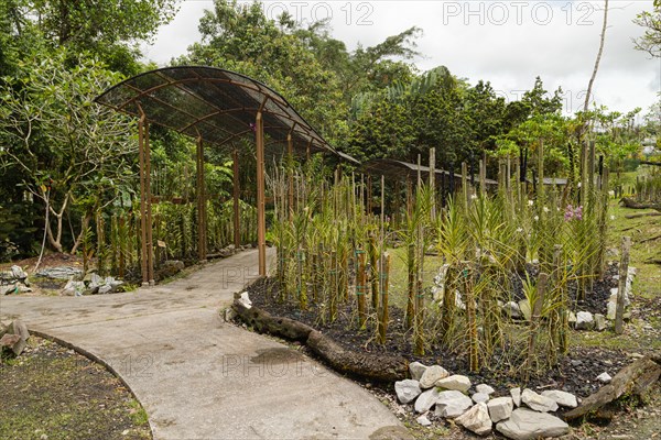 Orchid and bromeliad flower beds in botanical garden, selective focus, copy space, malaysia, Kuching orchid park