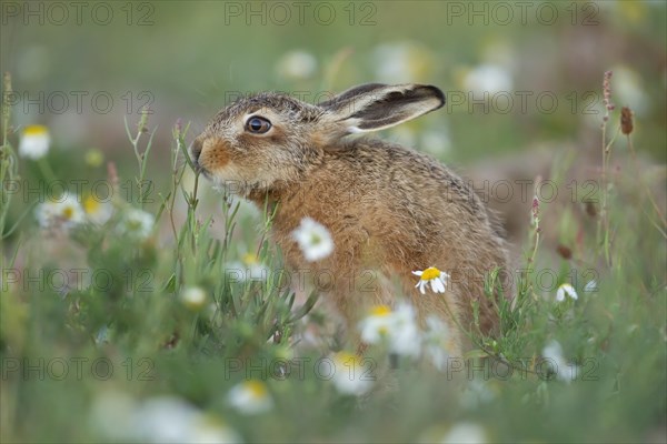 Brown hare (Lepus europaeus) juvenile leveret feeding in a summer meadow with flowering wildflowers, Suffolk, England, United Kingdom, Europe