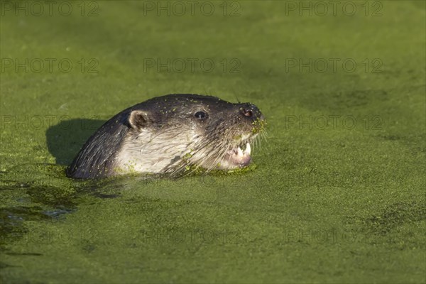 European Otter (Lutra lutra) adult swimming in a lake, Suffolk, England, United Kingdom, Europe