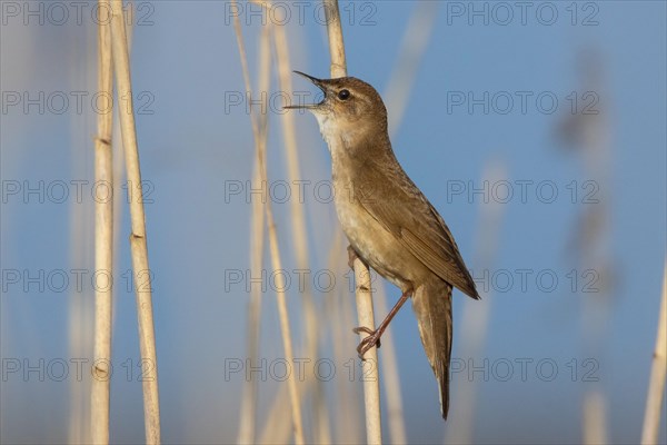 Reed warbler bird