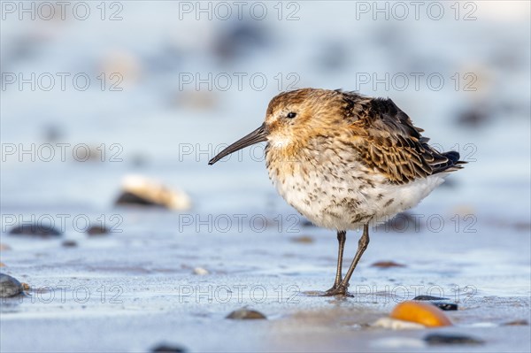 Dunlin