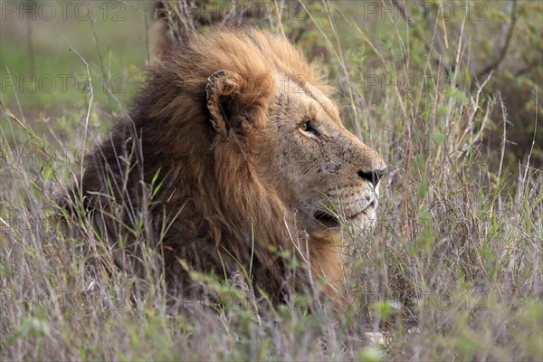 Lion (Panthera leo), male, portrait, vigilant, Kruger National Park, Kruger National Park, South Africa, Africa