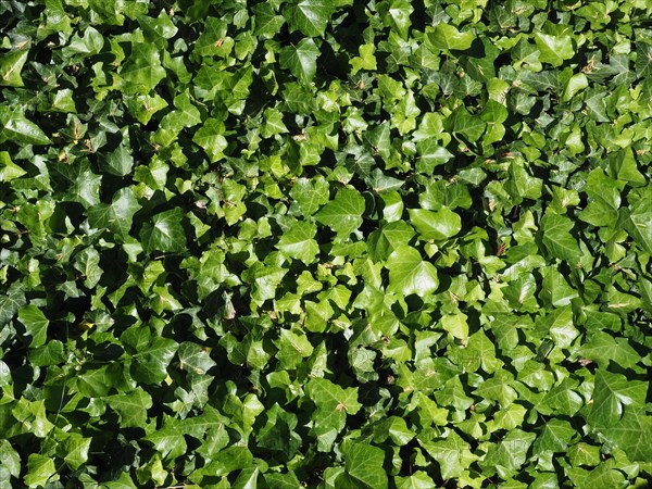 Ivy plant background