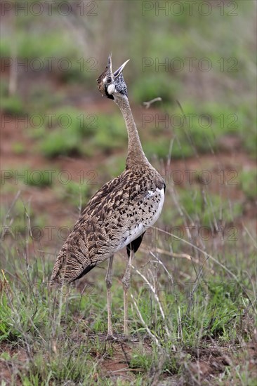 Red-crested Bustard, (Lophotis ruficrista), adult, calling, Kruger National Park, Kruger National Park, South Africa, Africa