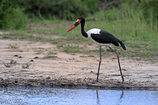 Saddle-billed stork (Ephippiorhynchus senegalensis), adult, foraging, at the water, Kruger National Park, Kruger National Park, South Africa, Africa