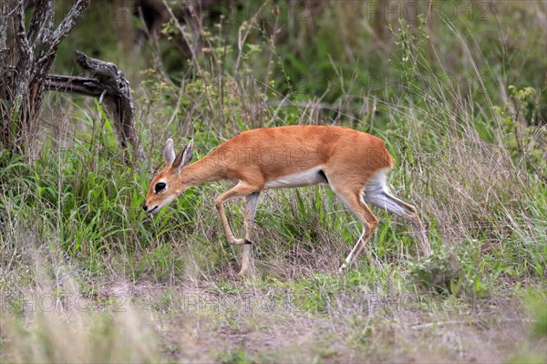 Steenbok (Raphicerus campestris), adult, female, foraging, running, dwarf antelope, Kruger National Park, Kruger National Park, South Africa, Africa