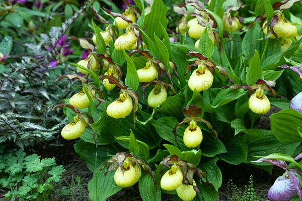 Beautiful orchid flowers of yellow color with green leaves in the garden. Lady's-slipper hybrids. Close up