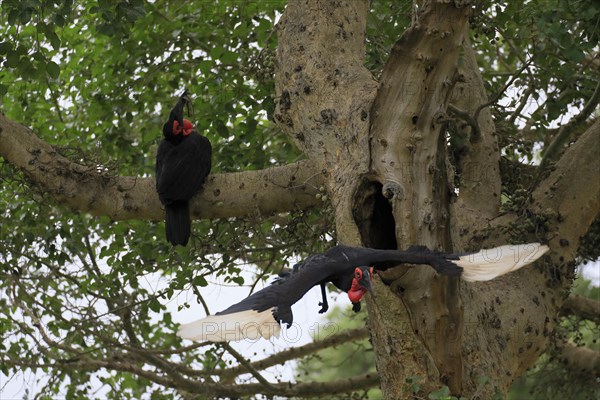 Southern ground hornbill (Bucorvus leadbeateri), adult, pair, feeding, with prey, on tree, at breeding den, Kruger National Park, Kruger National Park, South Africa, Africa