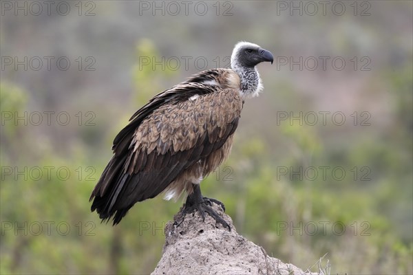 White-backed vulture (Gyps africanus), adult, alert, on rocks, Sabi Sand Game Reserve, Kruger National Park, Kruger National Park, South Africa, Africa