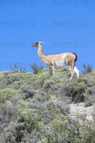 Guanaco (Llama guanicoe), Huanako, Torres del Paine National Park, Patagonia, End of the World, Chile, South America