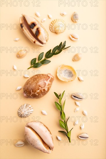 Composition of seashells, green boxwood branch. mockup on orange background. Blank, top view, still life, flat lay, close up. travel concept