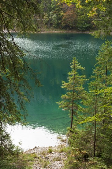 Trees and forest at Lake Eibsee lake, Grainau, Werdenfelser Land, Upper Bavaria, Bavaria, Germany, Europe