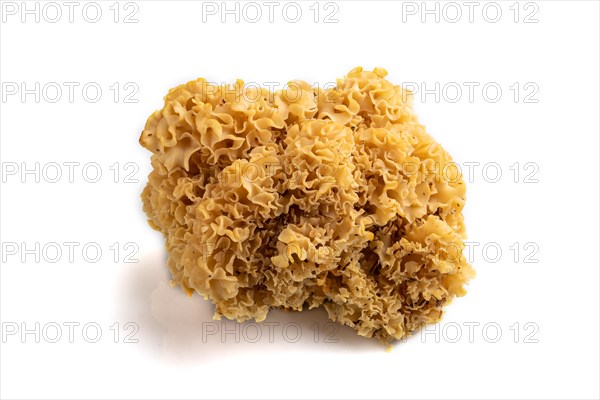 Raw Sparassis (Cauliflower Mushroom) isolated on white background. Side view, close up