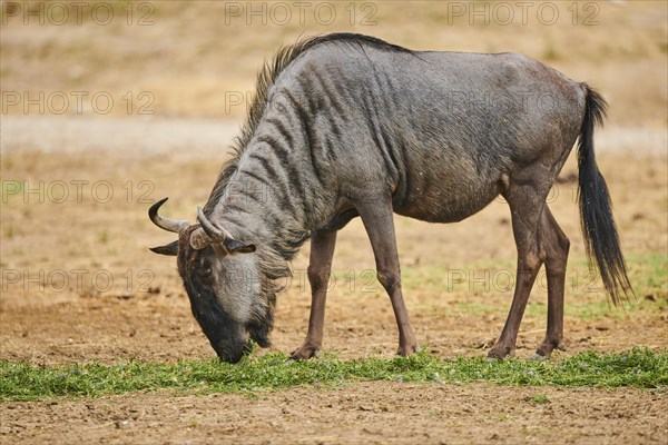 Blue wildebeest (Connochaetes taurinus) in the dessert, captive, distribution Africa