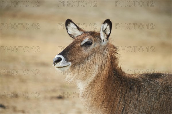 Waterbuck (Kobus defassa), portrait, captive, distribution Africa