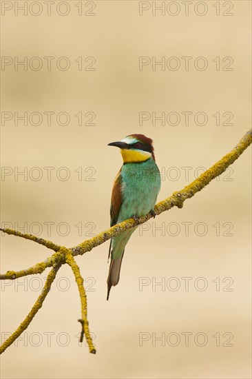 European bee-eater (Merops apiaster) sitting on a branch, France, Europe