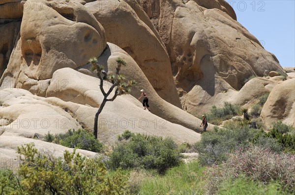 Monzogranite formations, Joshua Tree National Park, Palm Desert, Southern California, USA, North America