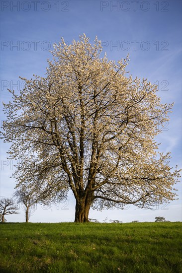 A single white blossoming fruit tree in a meadow in spring, the sky is blue, the sun is shining, it is evening. Between Neckargemuend and Wiesenbach, Rhine-Neckar district, Kleiner Odenwald, Baden-Wuerttemberg, Germany, Europe