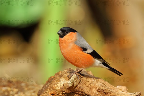 Eurasian bullfinch (Pyrrhula pyrrhula), male, sitting on a tree root, Wilnsdorf, North Rhine-Westphalia, Germany, Europe