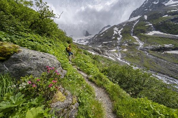 Mountaineer on a hiking trail, green mountain valley Floitengrund with mountain stream Floitenbach, Berliner Hoehenweg, Zillertal Alps, Tyrol, Austria, Europe