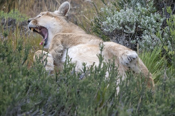 Cougar (Cougar concolor), silver lion, mountain lion, cougar, panther, small cat, yawns, begs, Torres del Paine National Park, Patagonia, end of the world, Chile, South America
