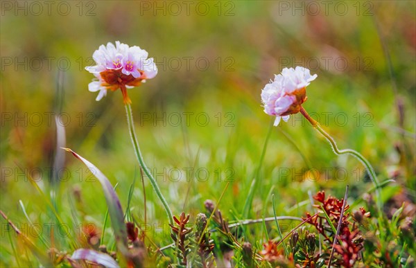 Sea campion (Armeria maritima), also common sea campion, two small light pink-coloured inflorescences in close-up in a meadow, macro photograph, north coast, Norourland eystra, Iceland, Europe