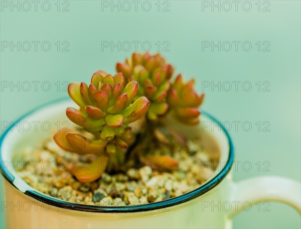 Closeup of green succulent cactus in bowl of brown pebbles with blurred background