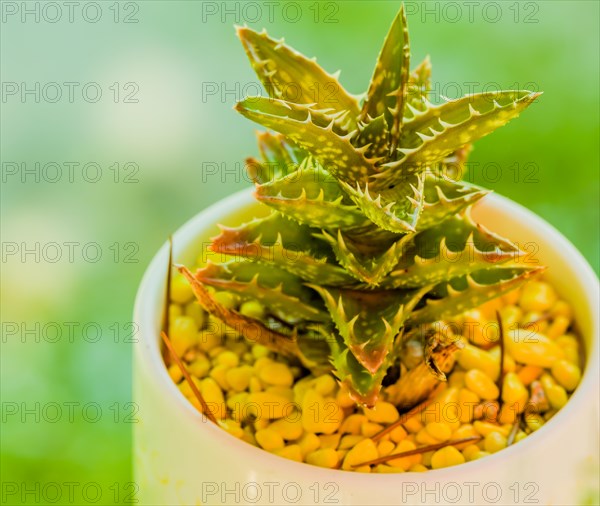 Closeup of small Dyckia cactus in a white cup with soft blurred background