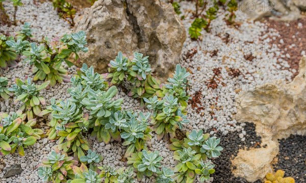 Collection of succulent cacti in gravel covered soil among stones and boulders inside greenhouse