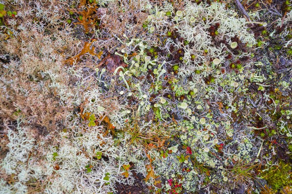 Cup lichen (Cladonia fimbriata), true reindeer lichen (Cladonia rangiferina), Tynset, Innlandet, Norway, Europe