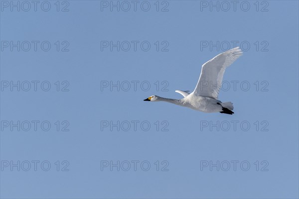 Tundra swan (Cygnus bewickii), flying, Emsland, Lower Saxony, Germany, Europe