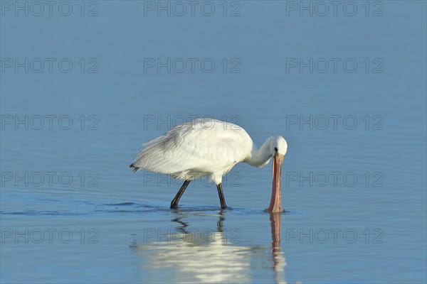 Spoonbill (Platalea leucorodia), young bird looking for food, animal standing in shallow water, Lake Neusiedl National Park, Burgenland, Austria, Europe