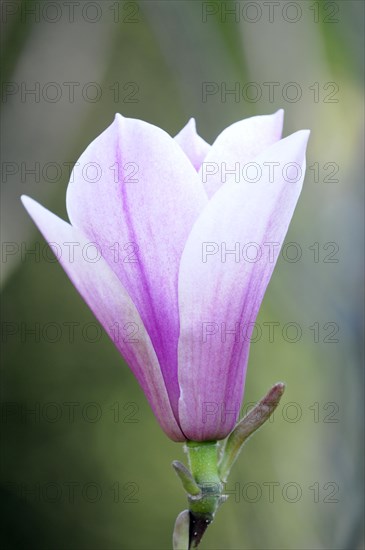 Magnolias (Magnolia), blossom, Baden-Wuerttemberg, Germany, Europe